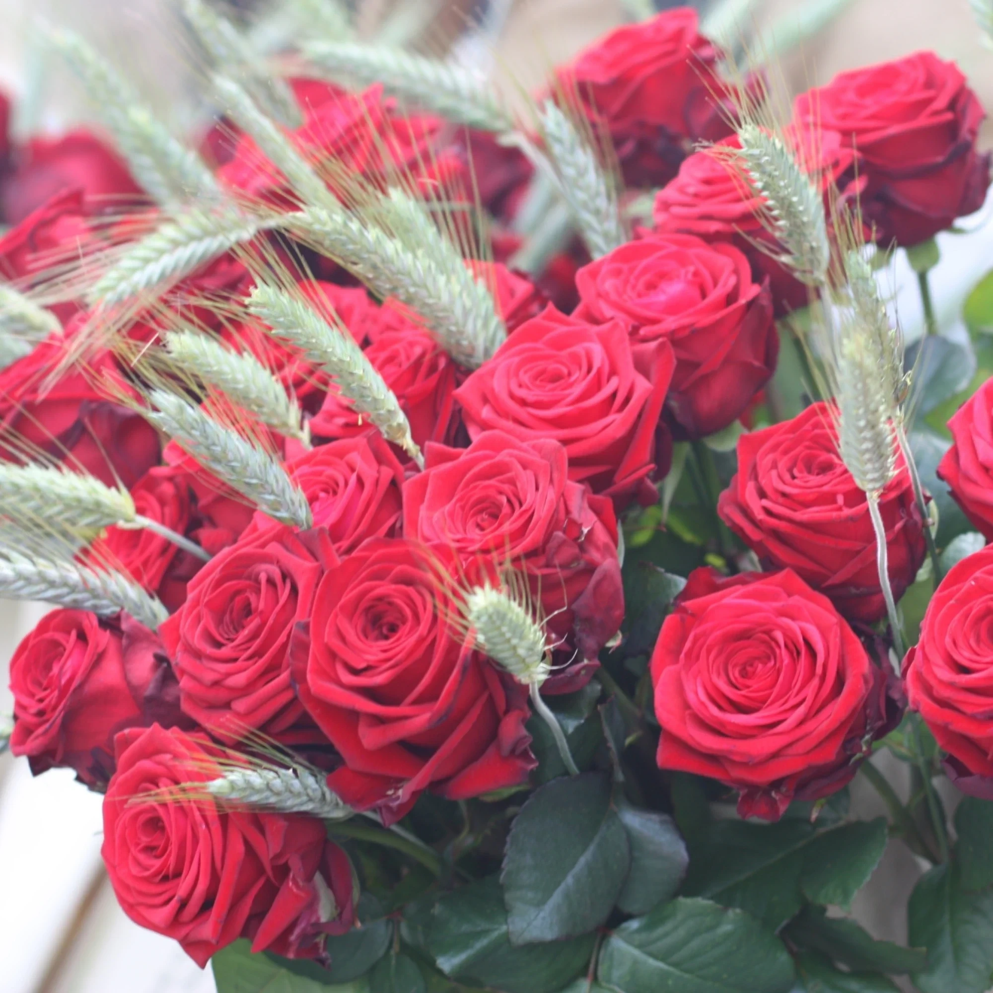 Se ven varias rosas rojas en un ramo con hojas verdes y tallos cubiertos de hojas.