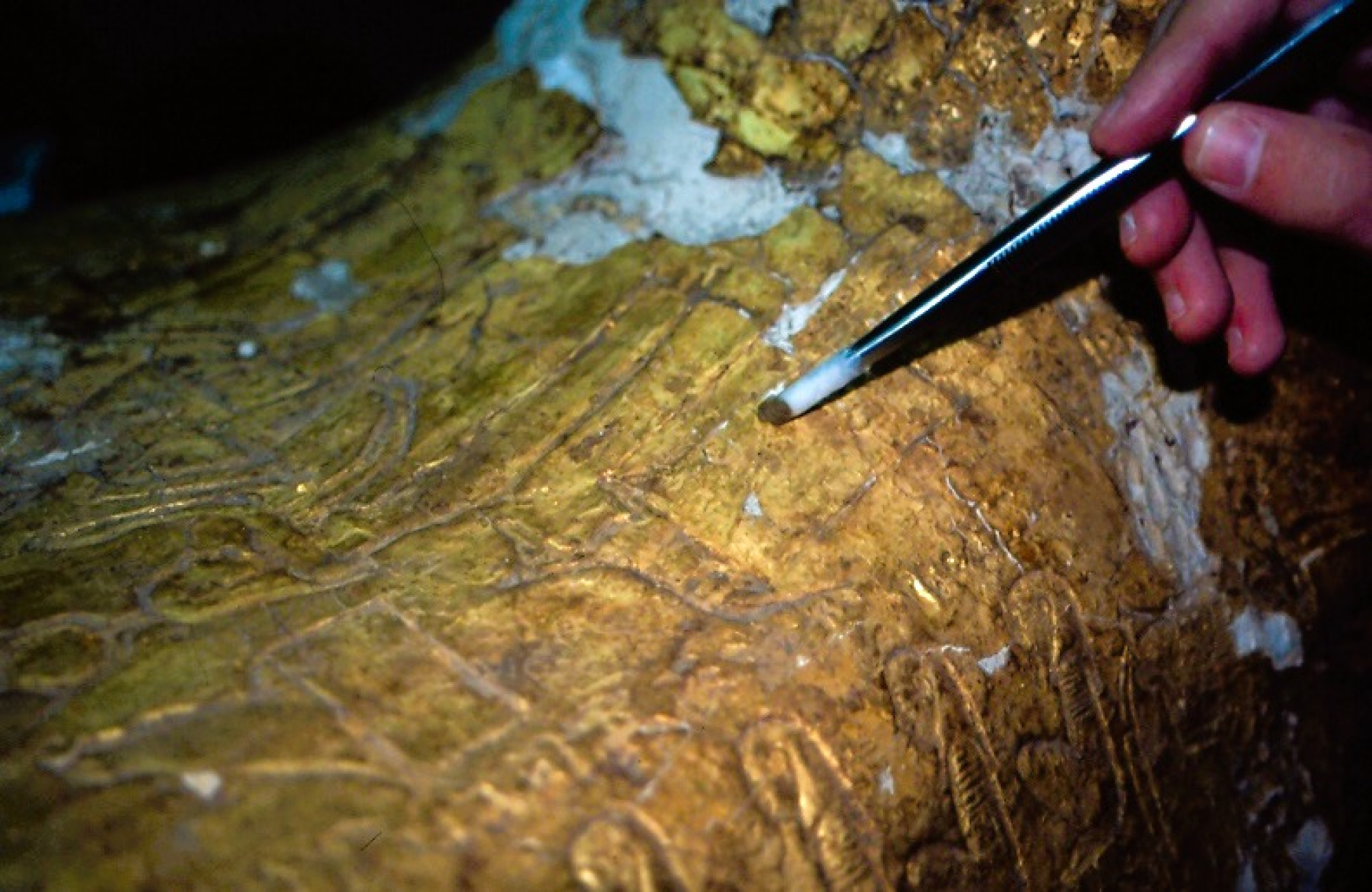 Dama Daurada E 490 Restauració