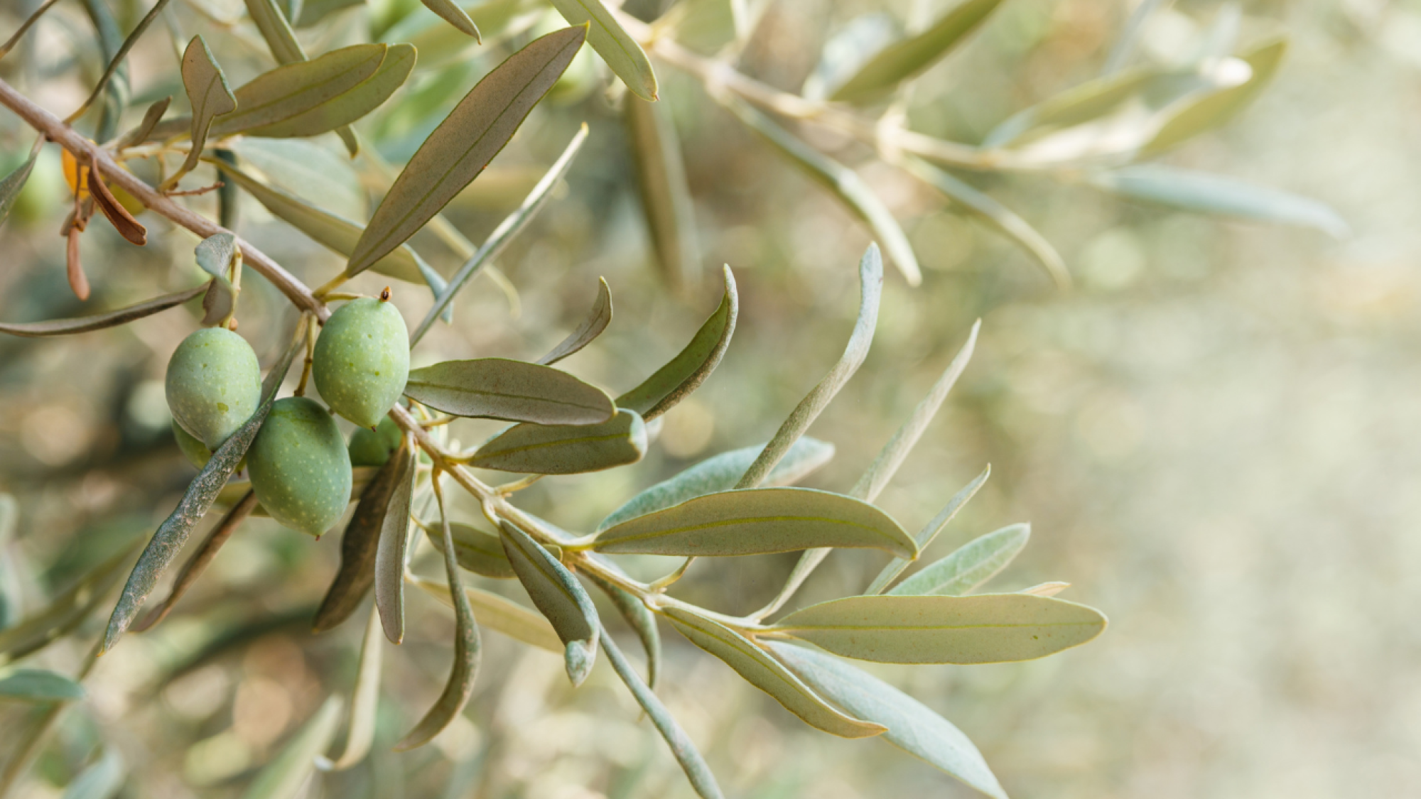 1280x70 imatges (14)