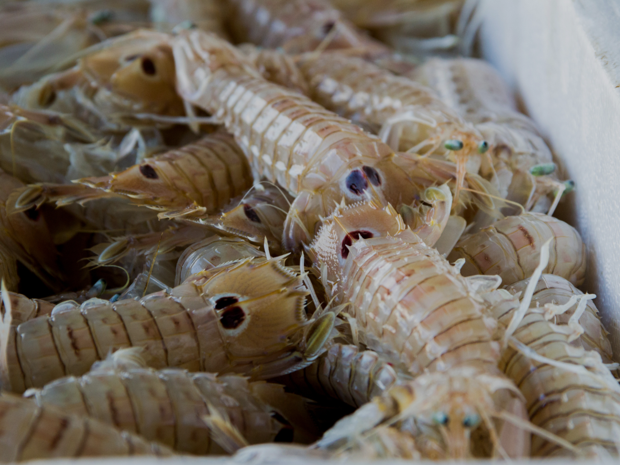 Origin 1290 x 960 (2)