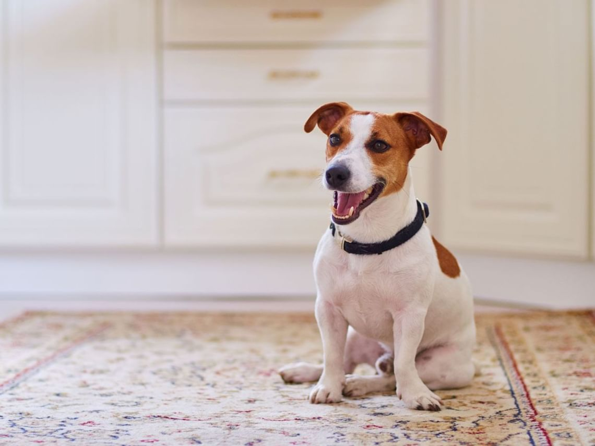 Aramunt Apartment Barcelona Dog Friendly Aramunt Apartment Barcelona Dog Friendly