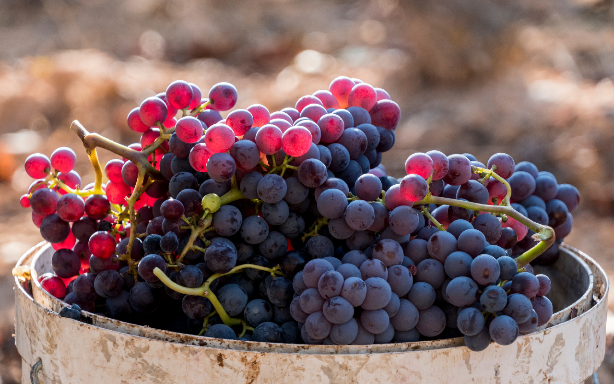 Diseño sin título (1)