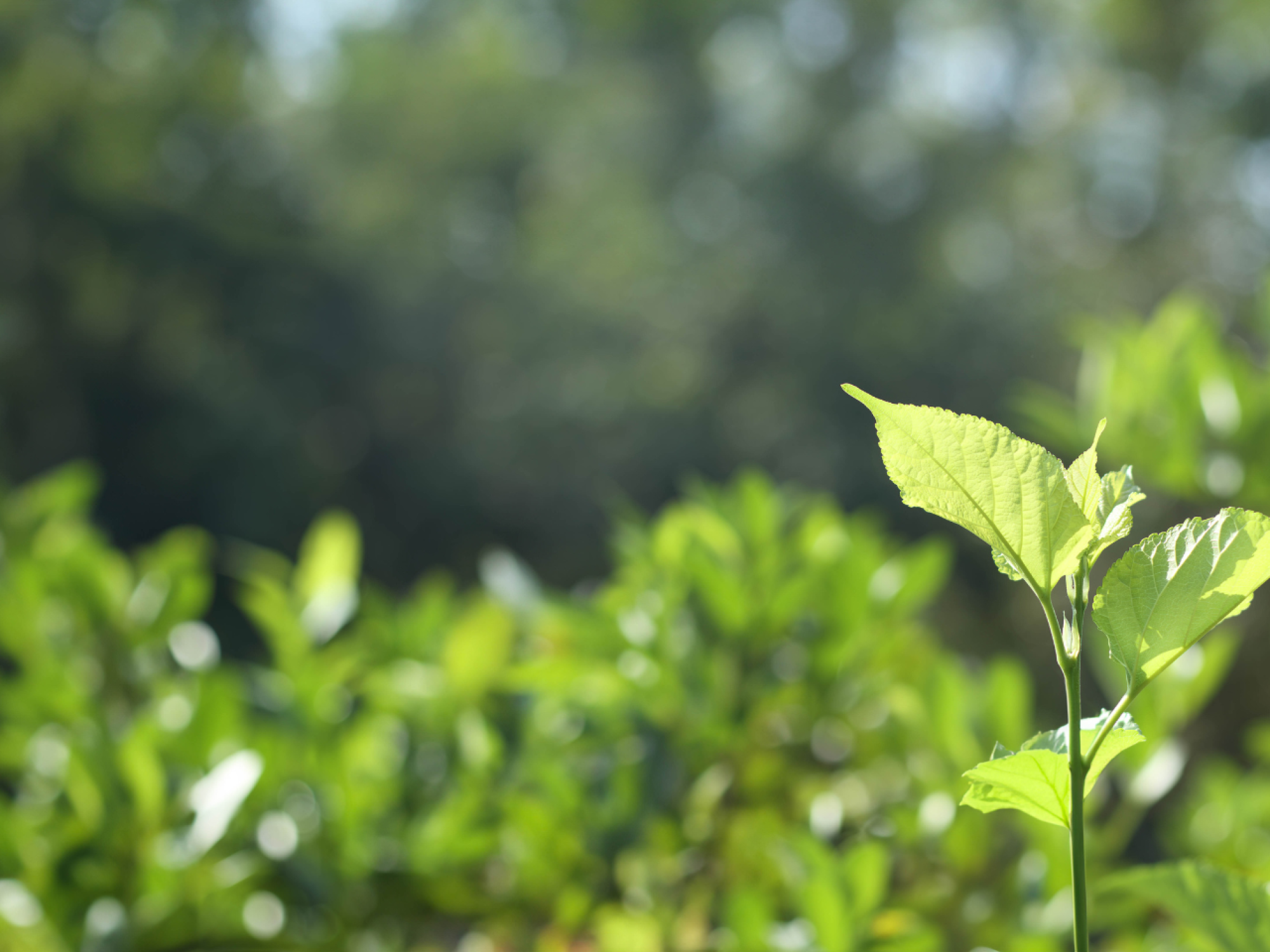 Diseño sin título (4)