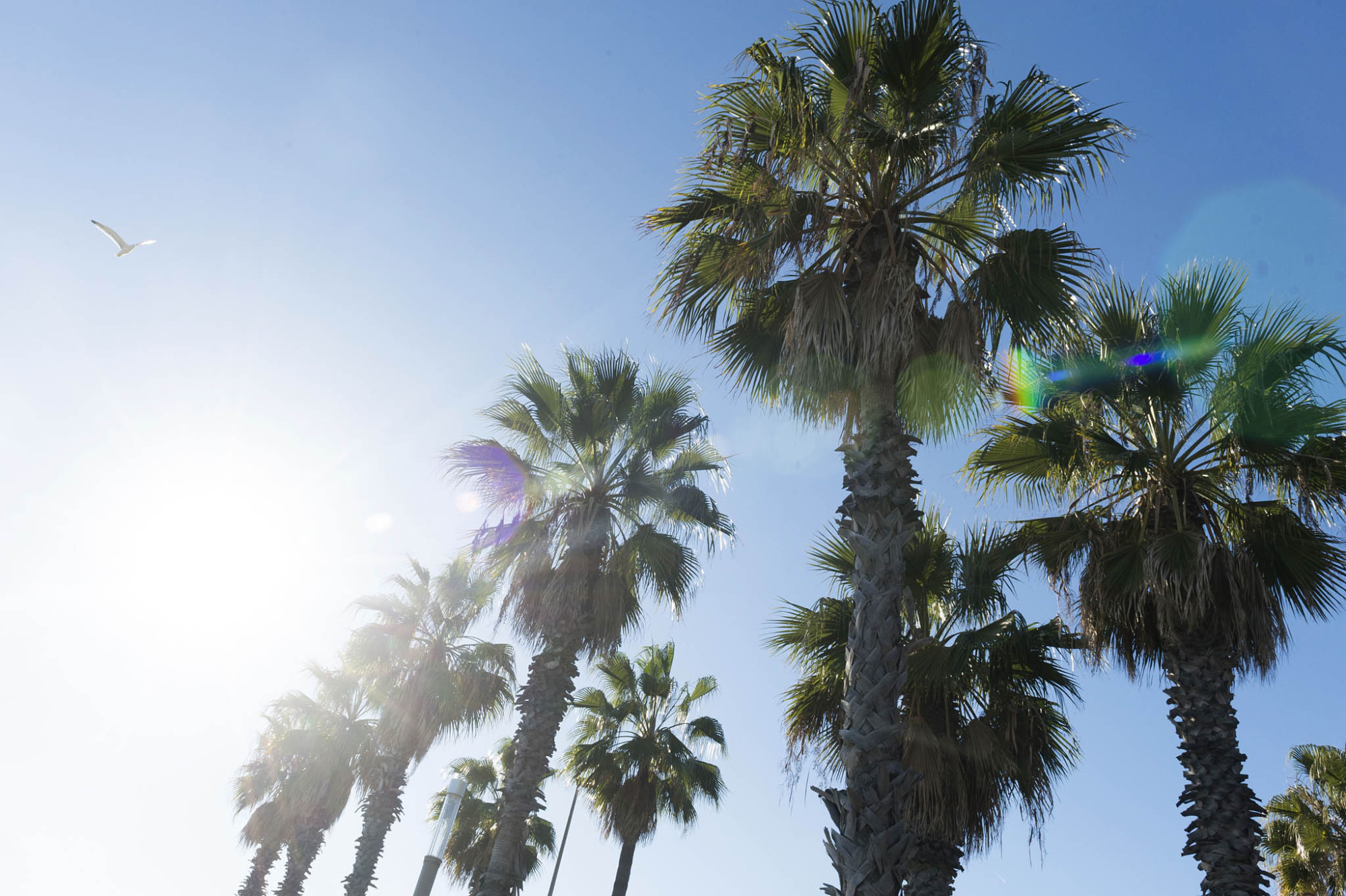 Se ven varias palmeras altas contra un cielo azul con luz del sol.