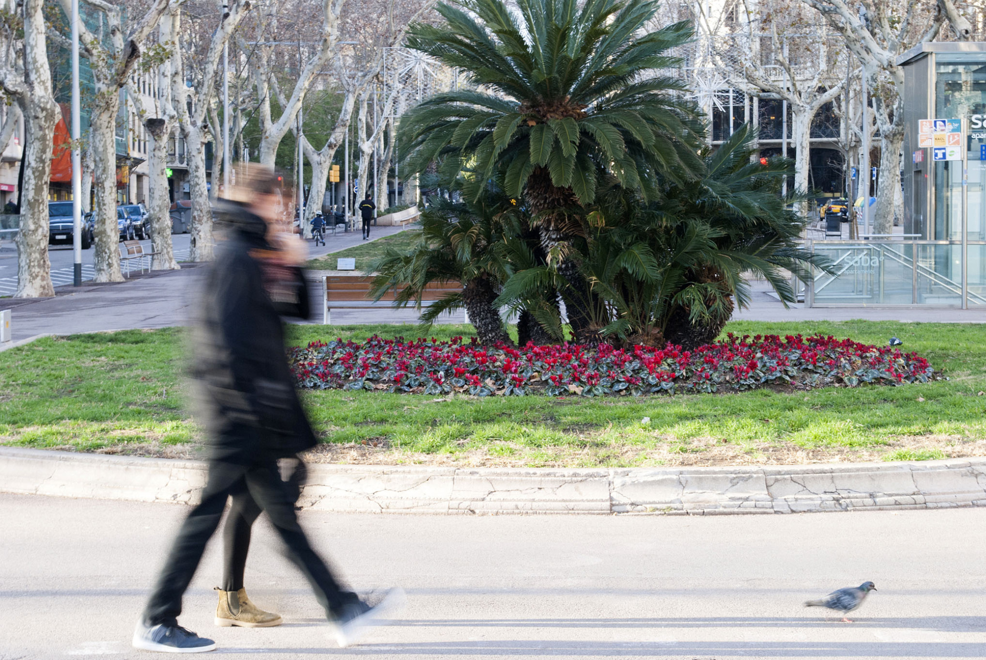 Man sieht einen Garten mit Palmen und einem Blumenbeet neben einem Gehweg und einer Straße.