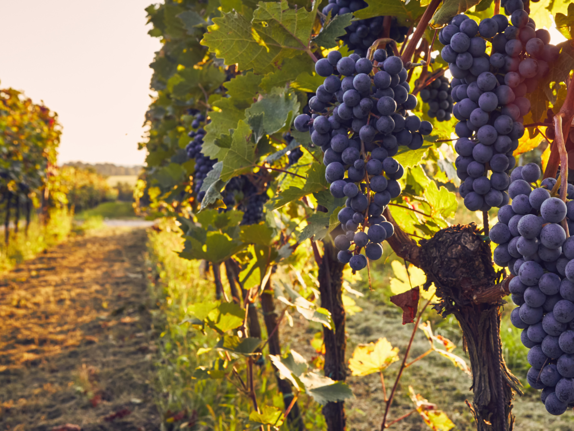 Hotel Abadía - Ruta de la Ribera