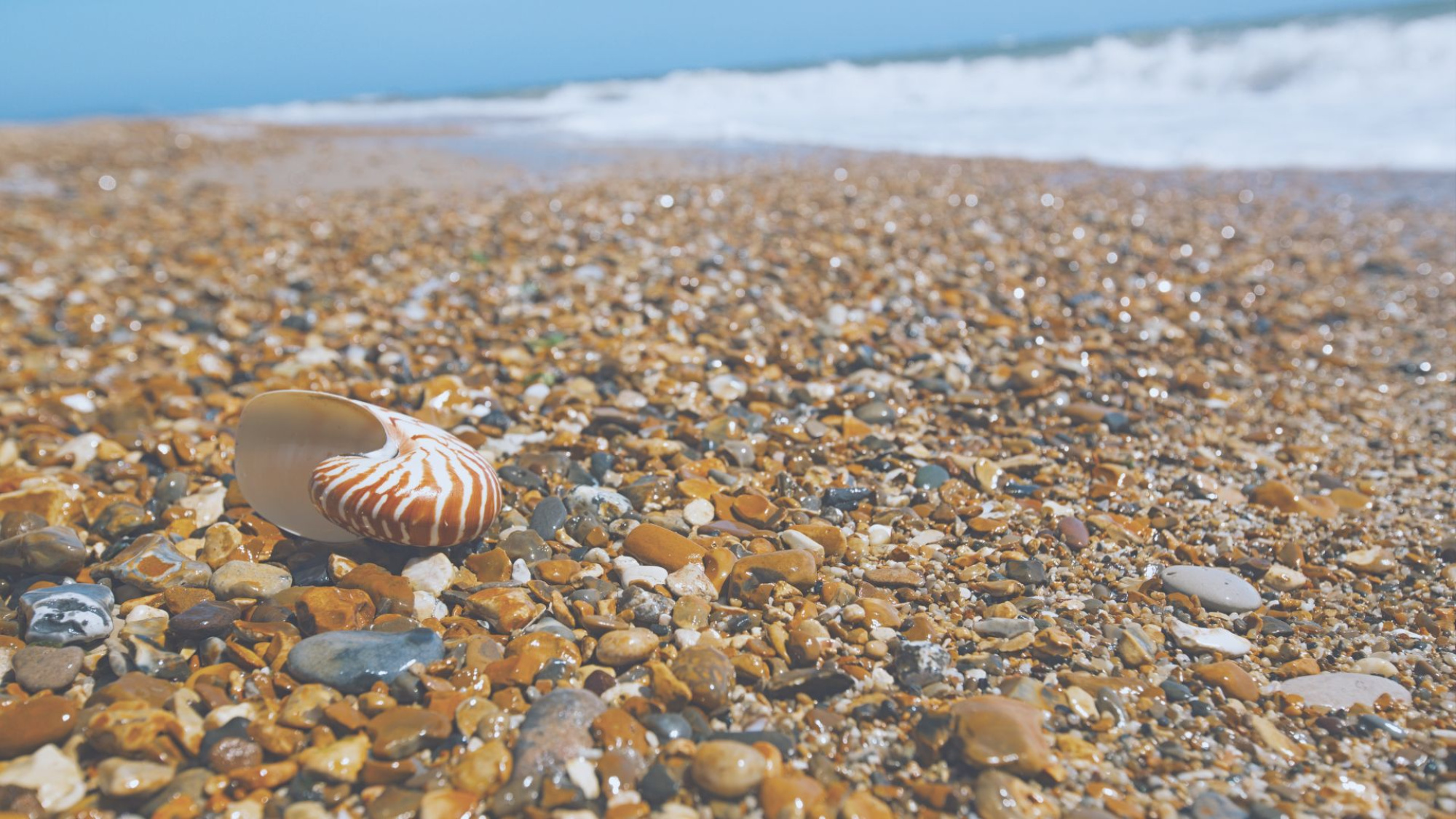 Nautilus